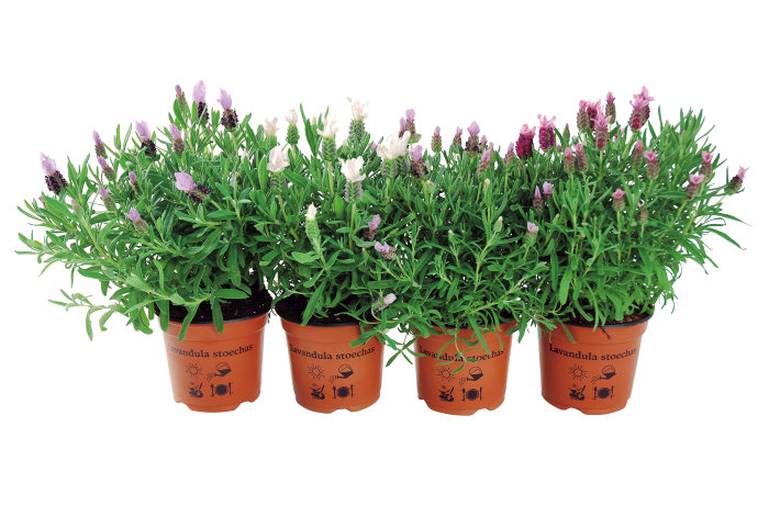 Sommerfuglelavendel i 11 cm potte